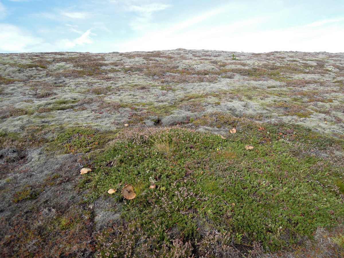 Mushrooms on a moss- and plant-covered slope