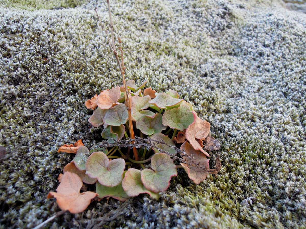 A beautiful little peachy-green plant