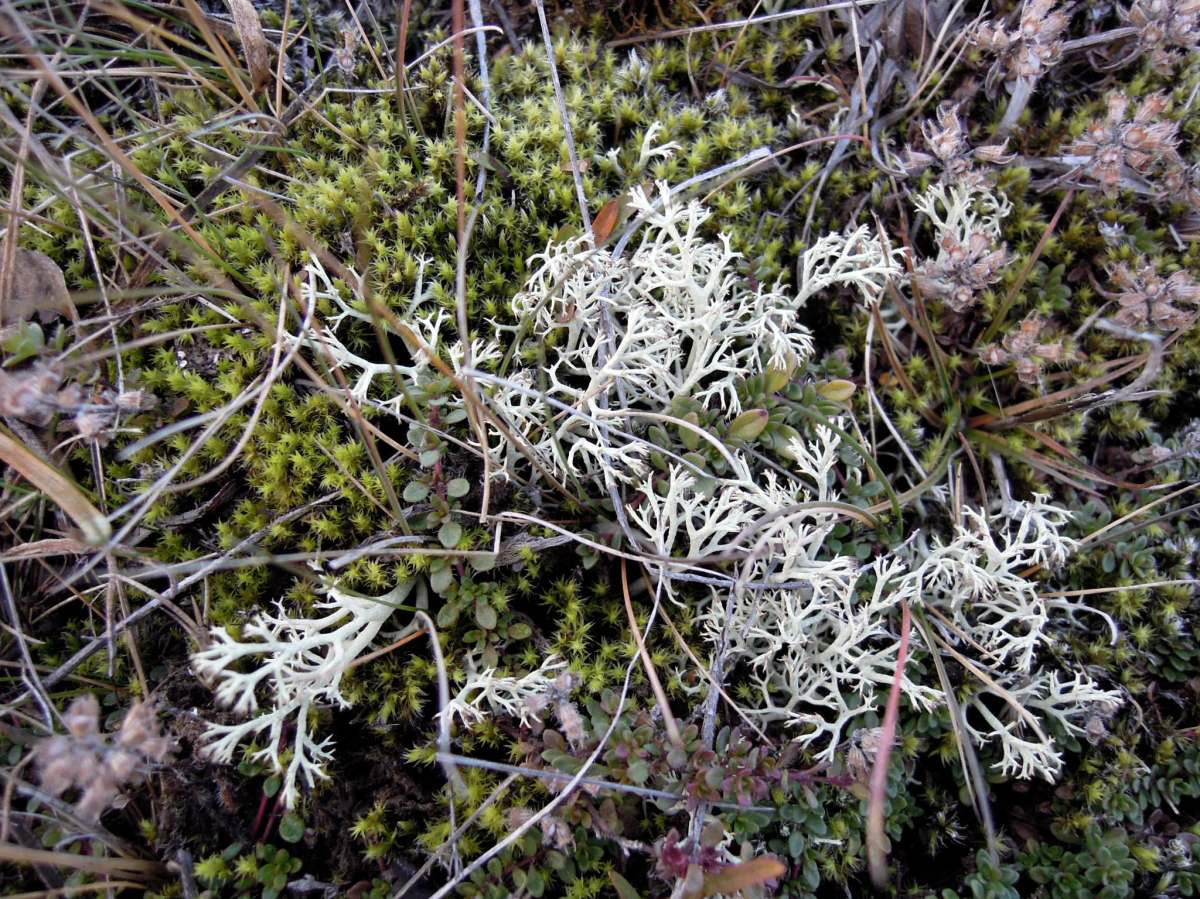 Lichen