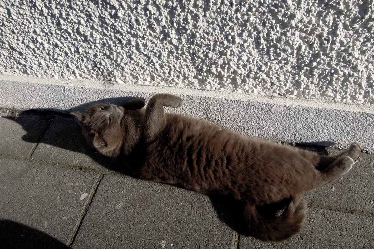 Fat, fluffy grey cat rolling on the sidewalk on a sunny day