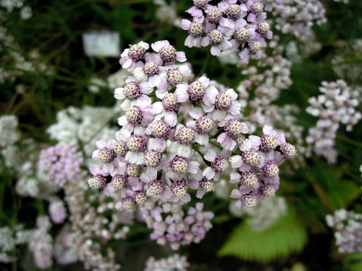 Tiny purple and white flower clusters