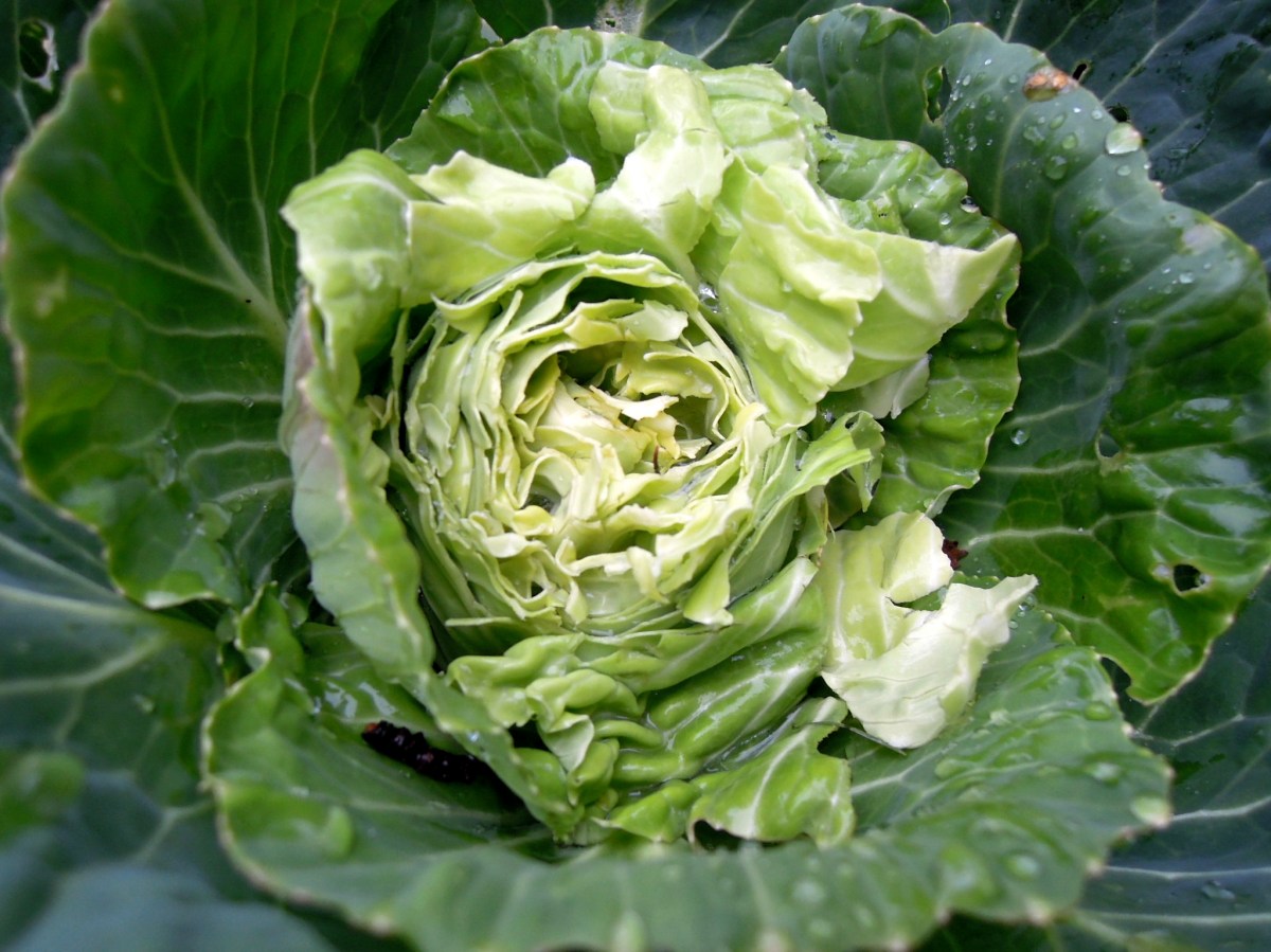 Cabbage in the fruit, vegetable, and herb garden