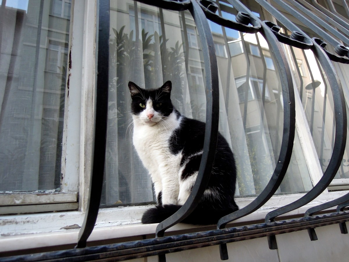 Black and white cat on an exterior windowsill