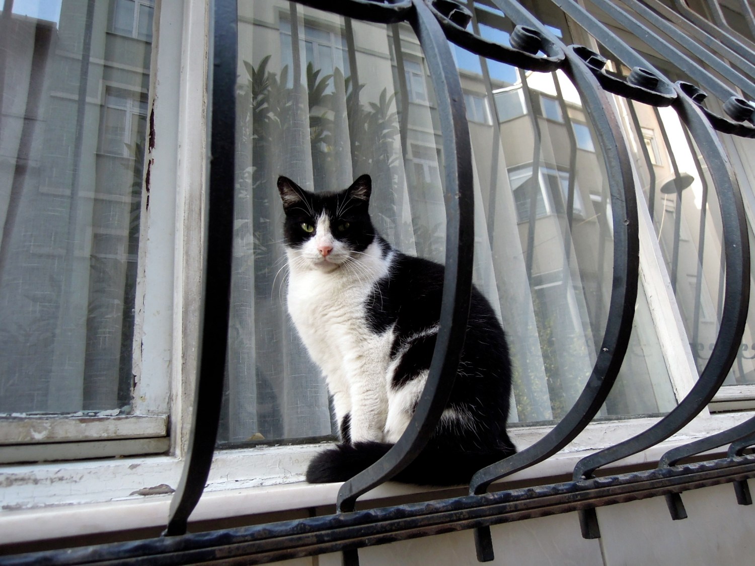 Black and white cat on an exterior windowsill