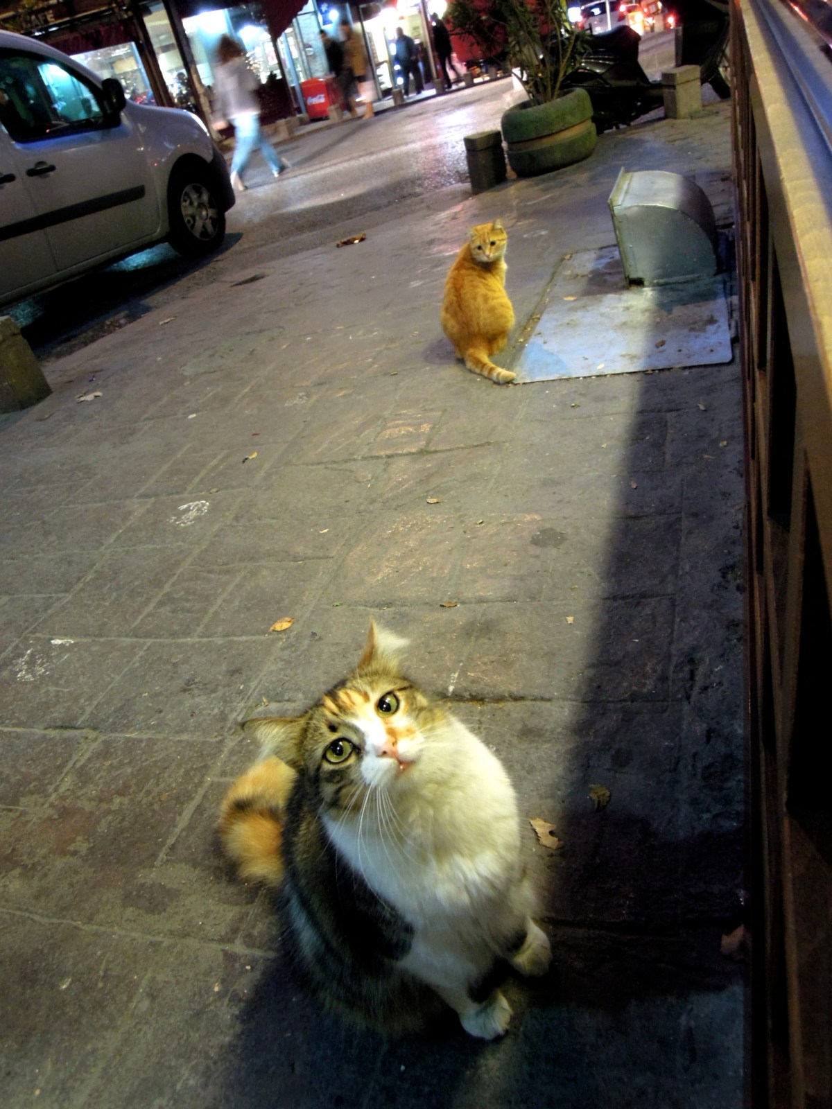 Two cats begging outside a restaurant