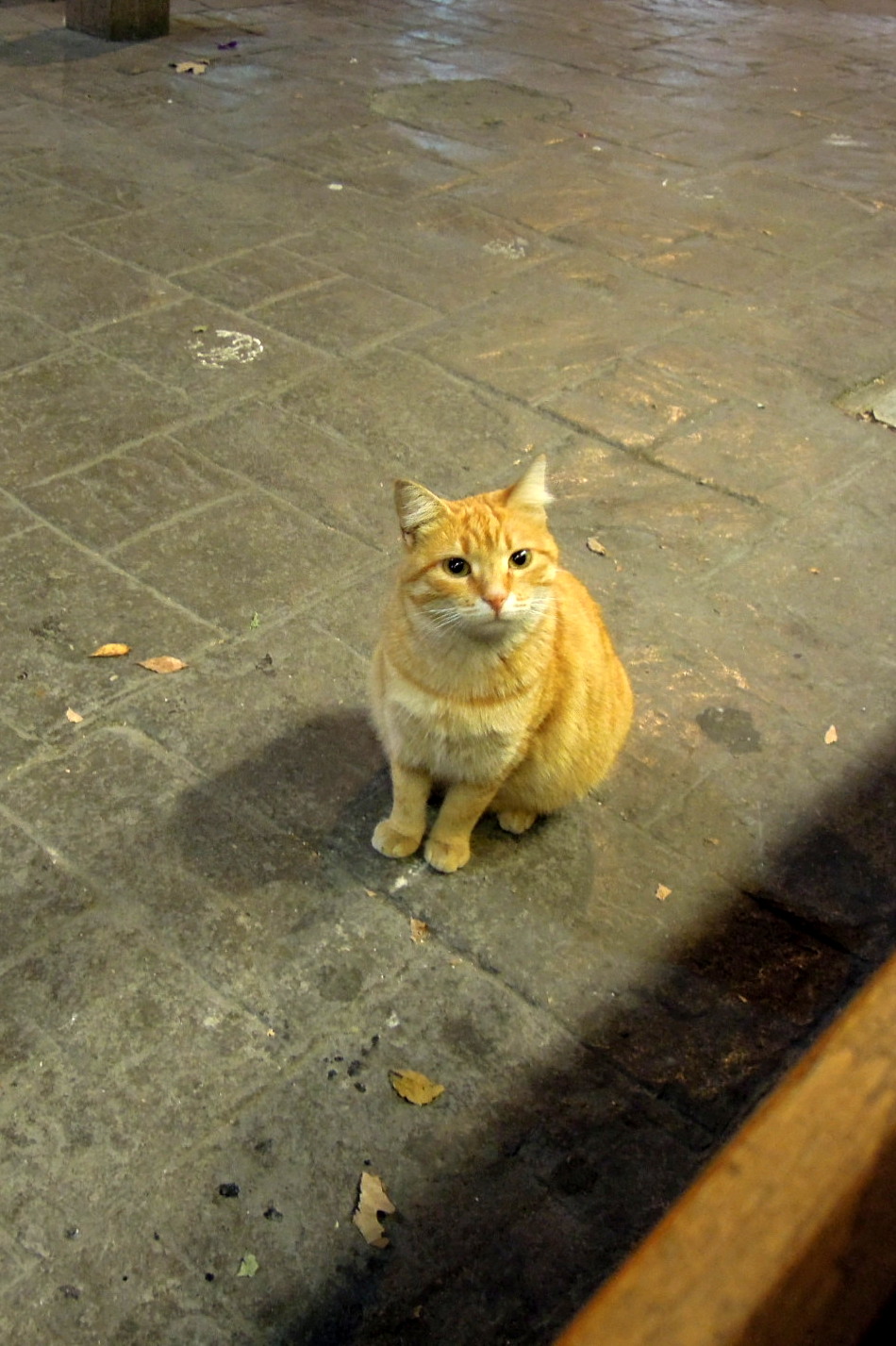 Orange cat with very cute face