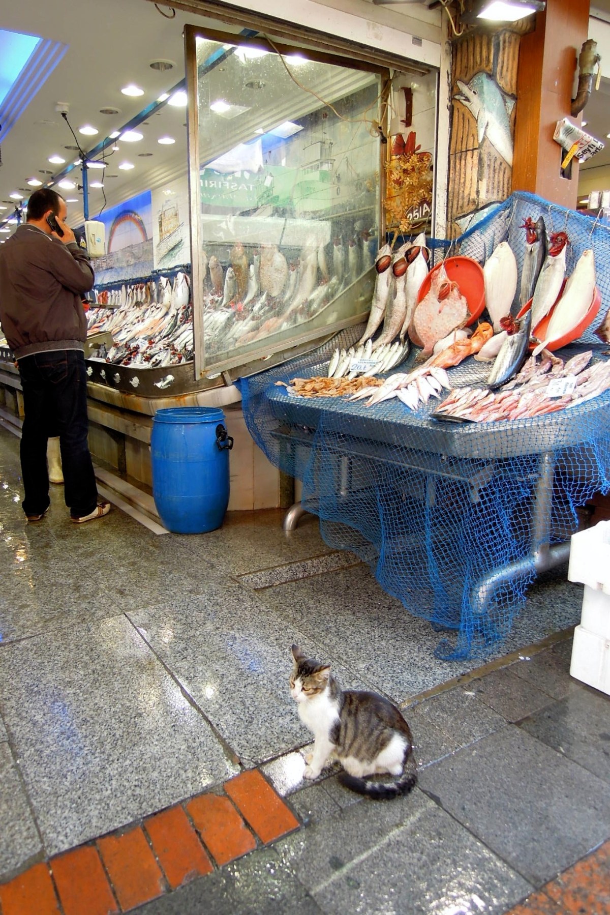 Fish stand with cat
