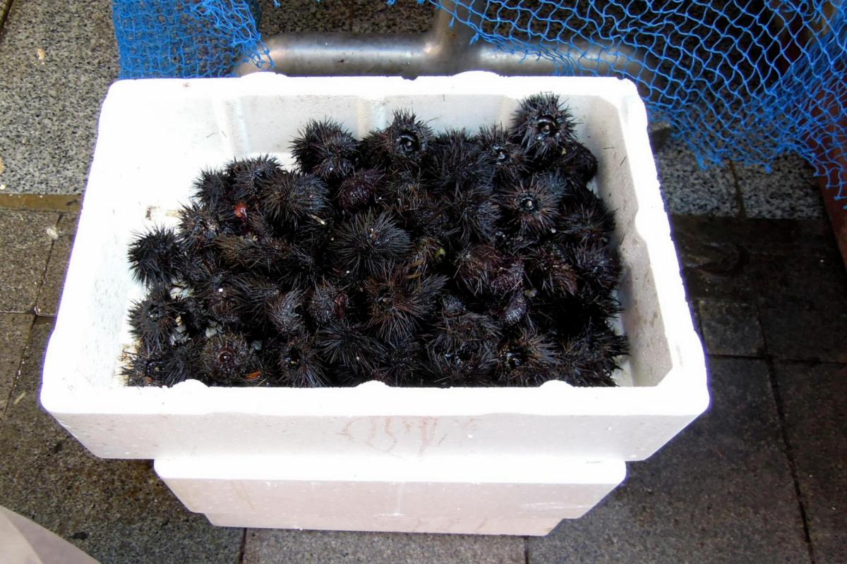 Sea urchins in a styrofoam cooler