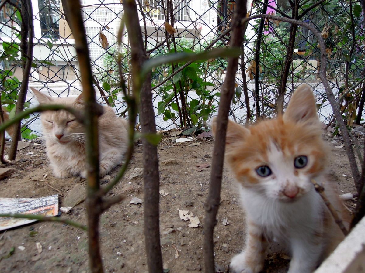 Mother cat and kitten