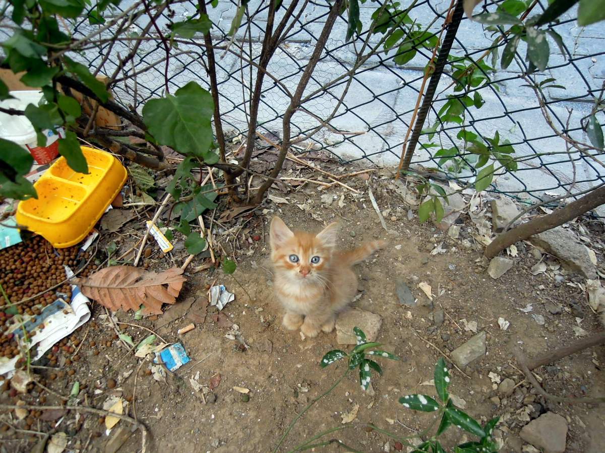 Orange kitten looking up at me