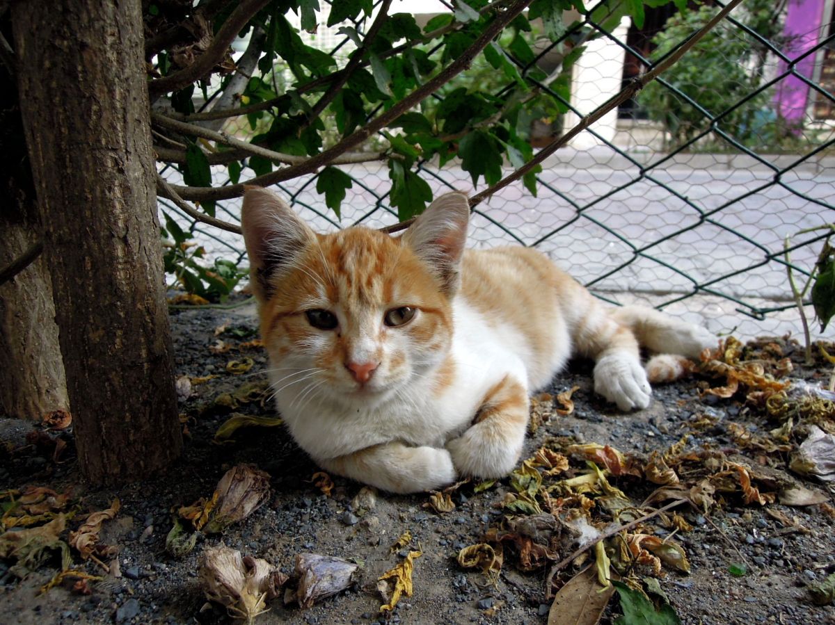 Orange and white kitten