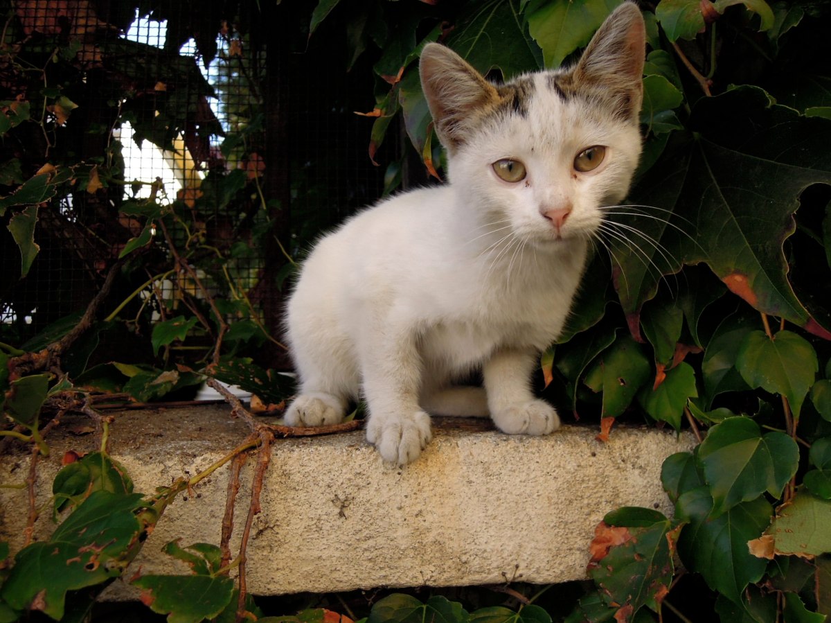 Plaintive-faced kitten