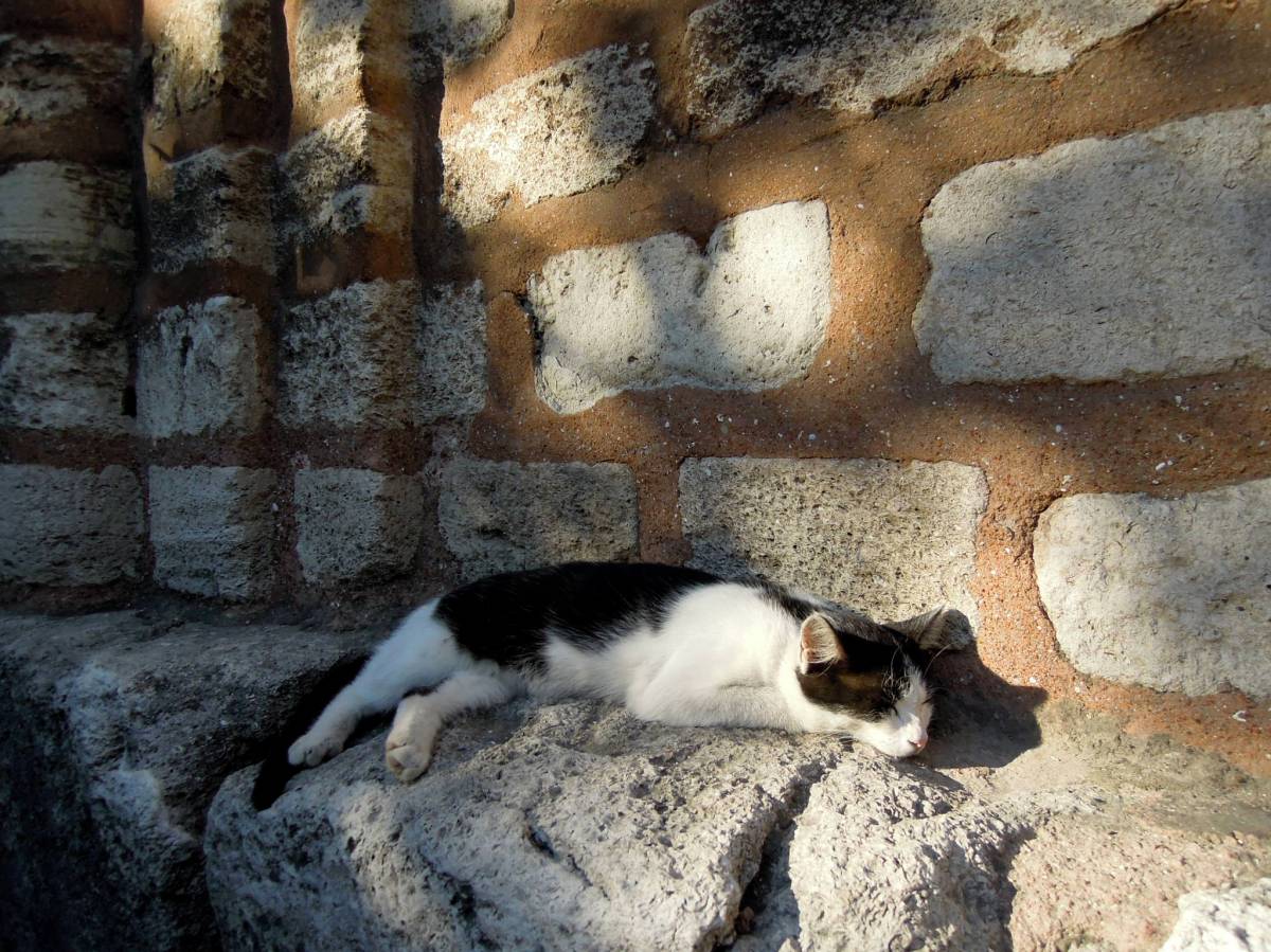 Sleeping cow-cat outside the church/museum