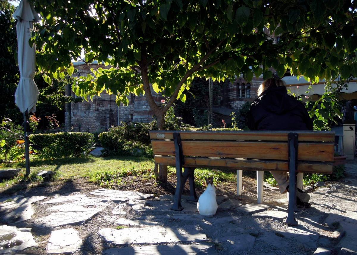 Fat grey-eared white rabbit sitting under a bench where a girl is reading