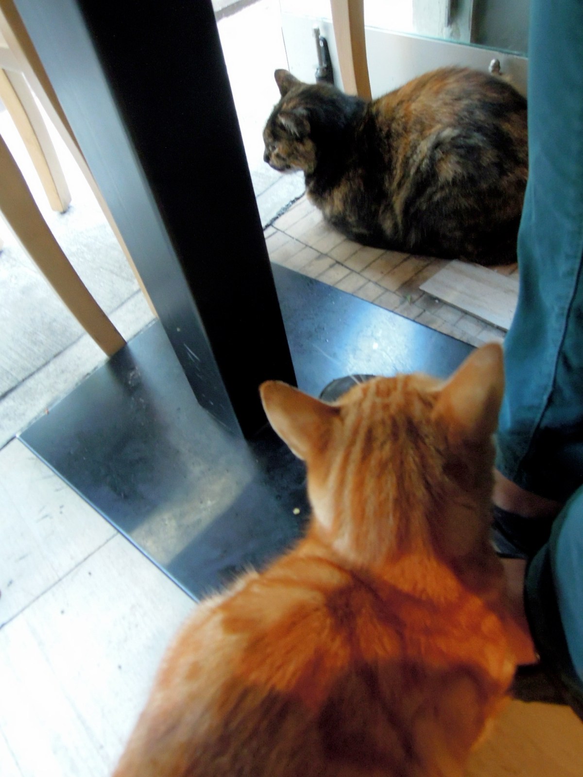 The cats of Istanbul are so well-behaved -- even if they do beg quite shamelessly when they think they might get something. Two cats under our table