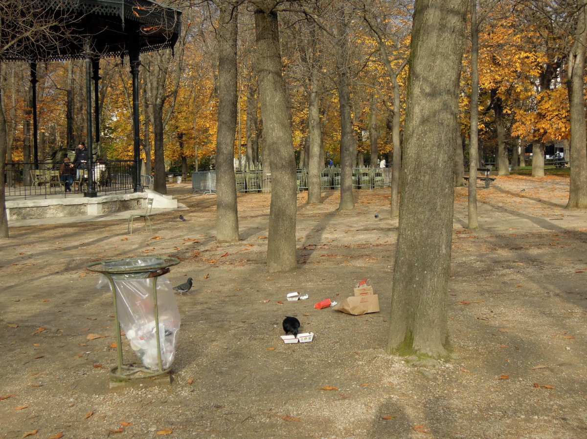 Crow eating out of a McDonald's burger box