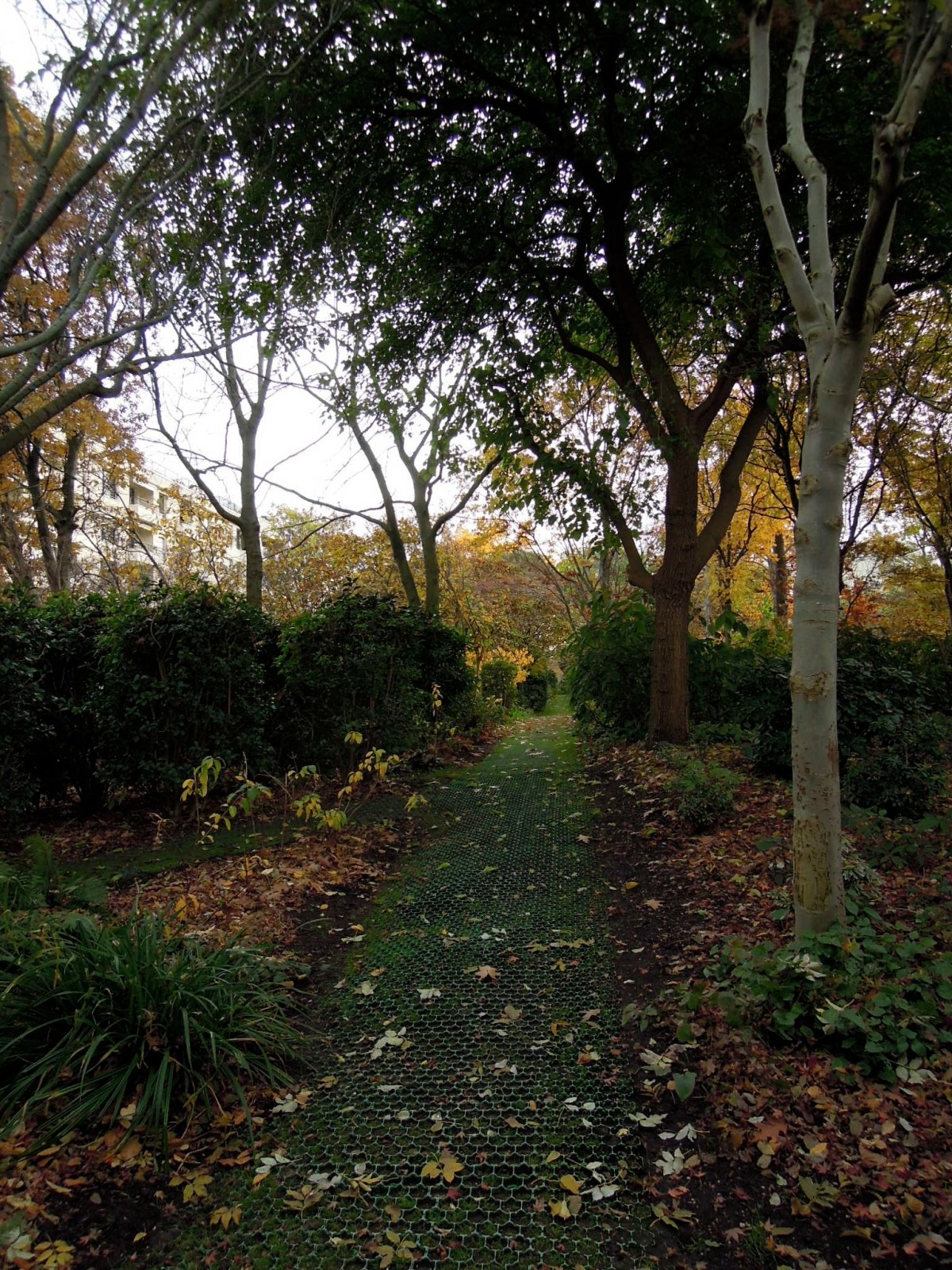 Autumnal grassy path