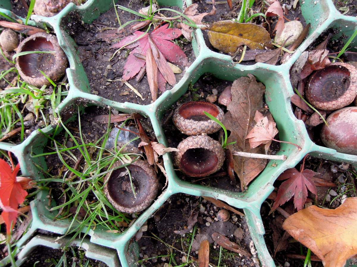 Acorn caps