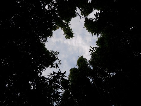 Blue sky through trees