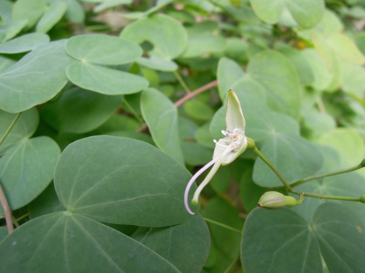 Tiny eucalyptus flower