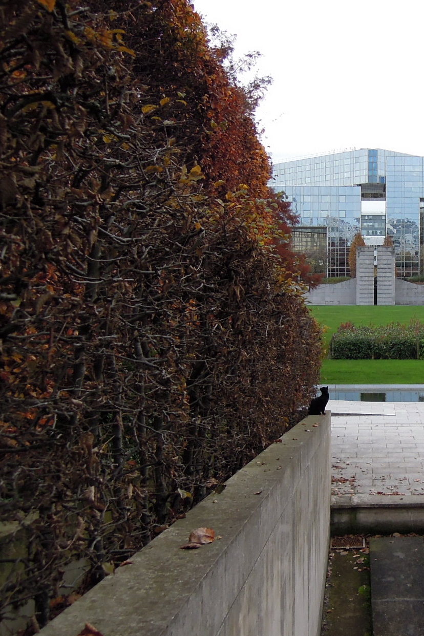 Black cat sitting by hedges