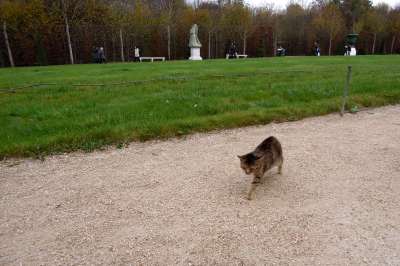 Cat at Versailles gardens