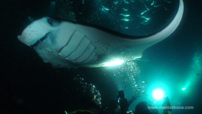 Manta ray from underneath