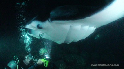 Manta ray swimming by