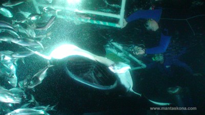 Manta ray and snorkelers