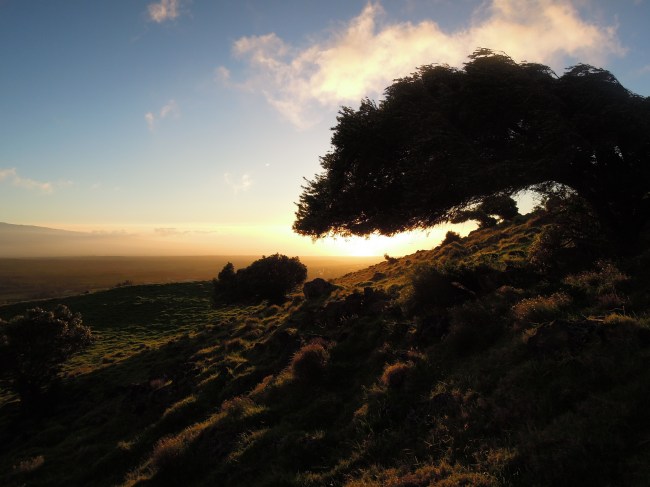 Silhouetted tree and rocky hillside