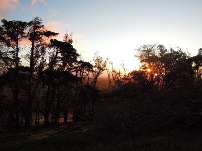 Sunset through silhouetted treetops
