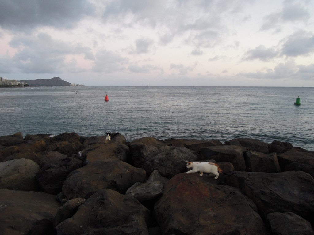 The Kaka'ako waterfront rivaled Cihangir in Istanbul for cat-watching.