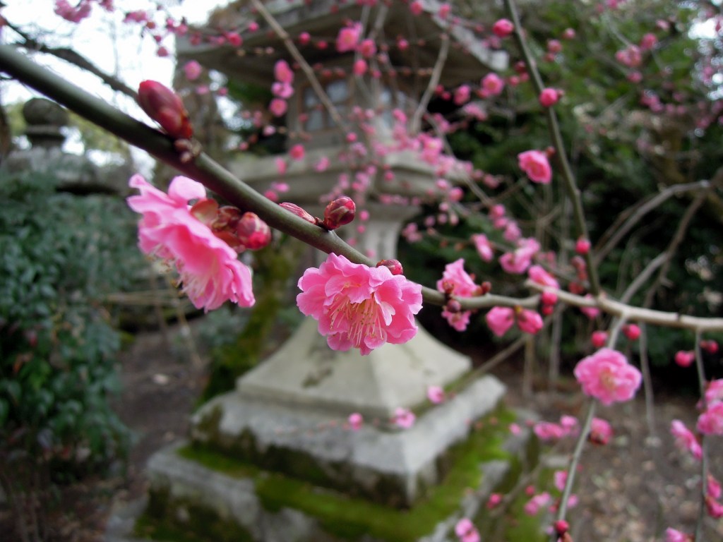 Ume blossoms