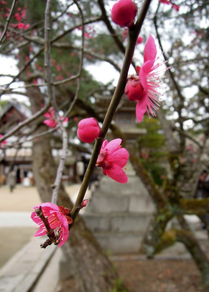 Ume blossoms