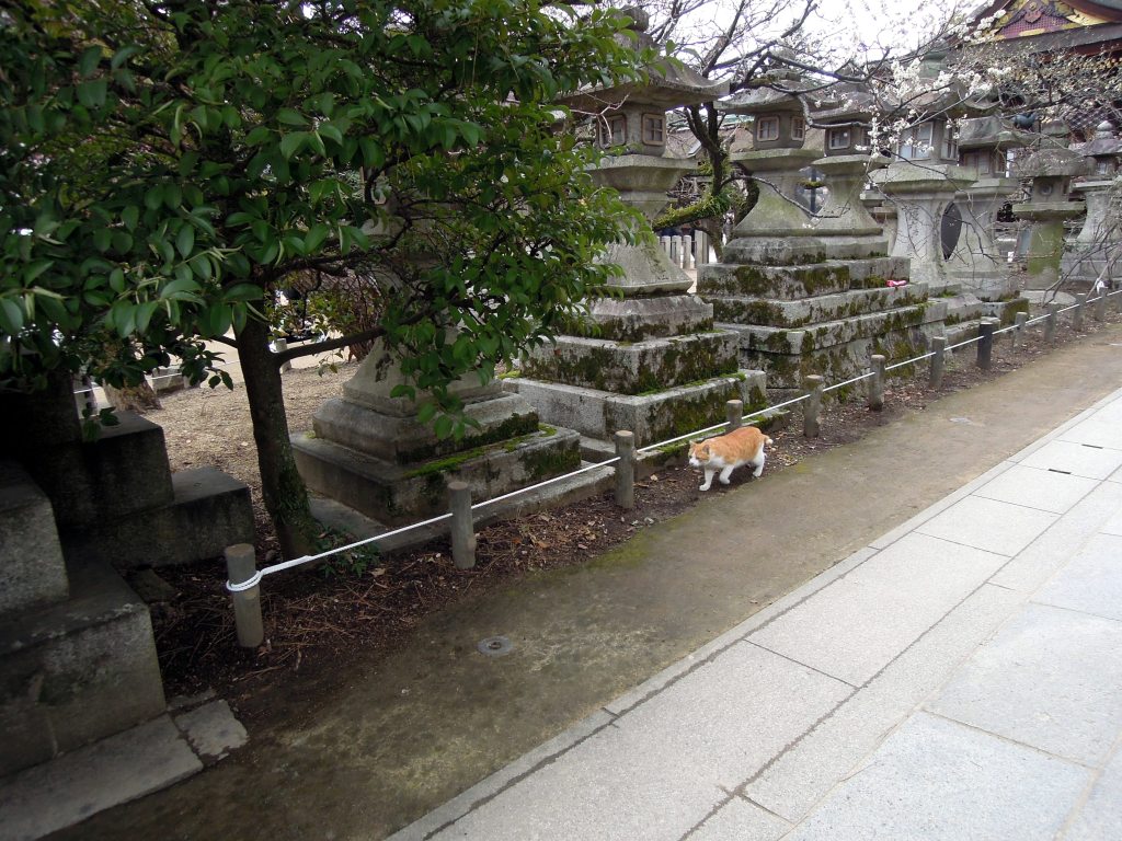 First Kyoto kitty sighting!