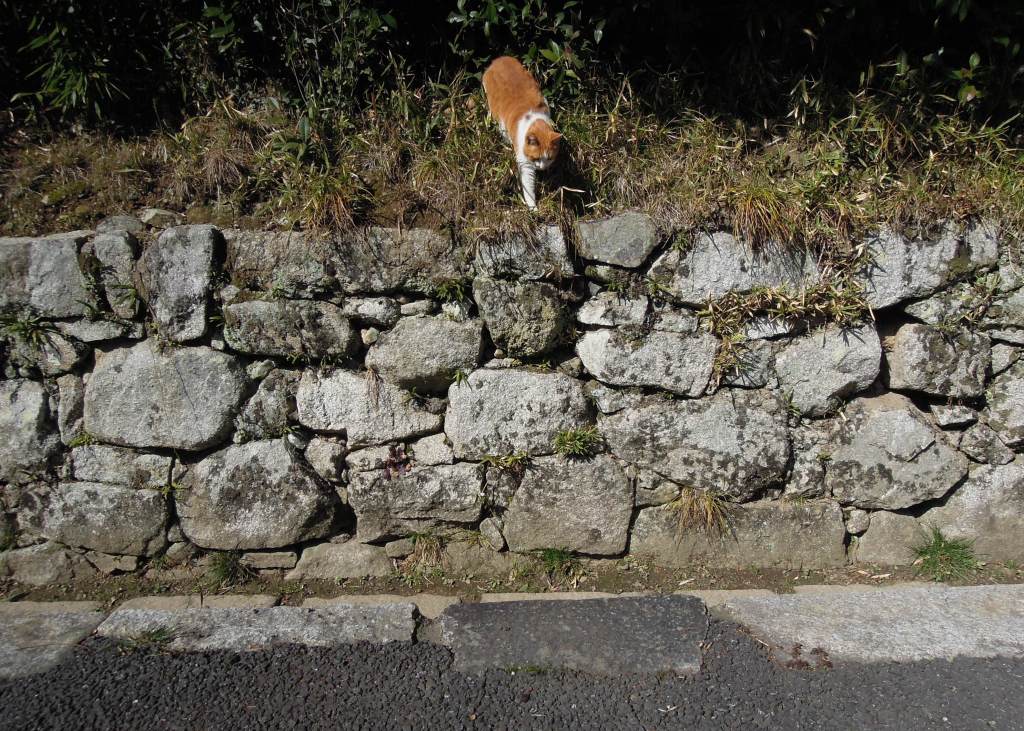 Another kitty sighting!