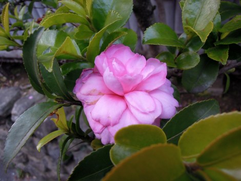 Camellia