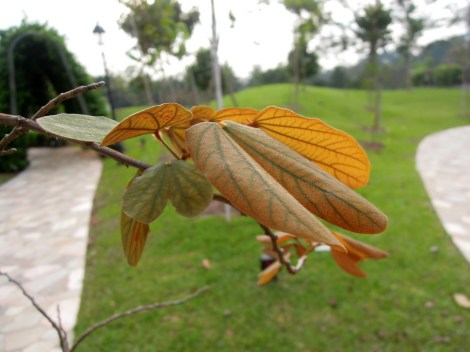 DSCN0281.Trailing bauhinia