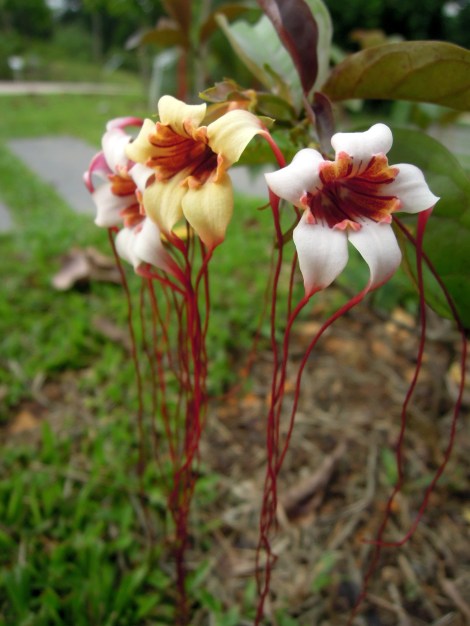 DSCN0334.Corkscrew flower