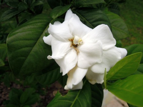 DSCN0353.Gardenia