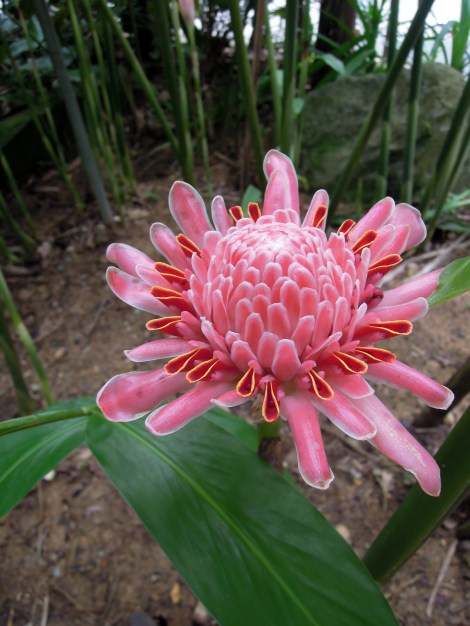DSCN0438.Torch ginger