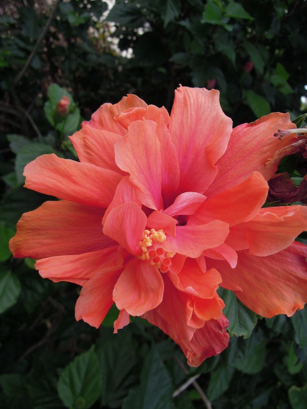 Enormous coral-colored hibiscus