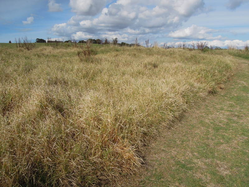 Golden grass (drying out maybe)