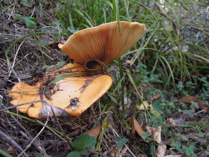 Pale orange mushrooms