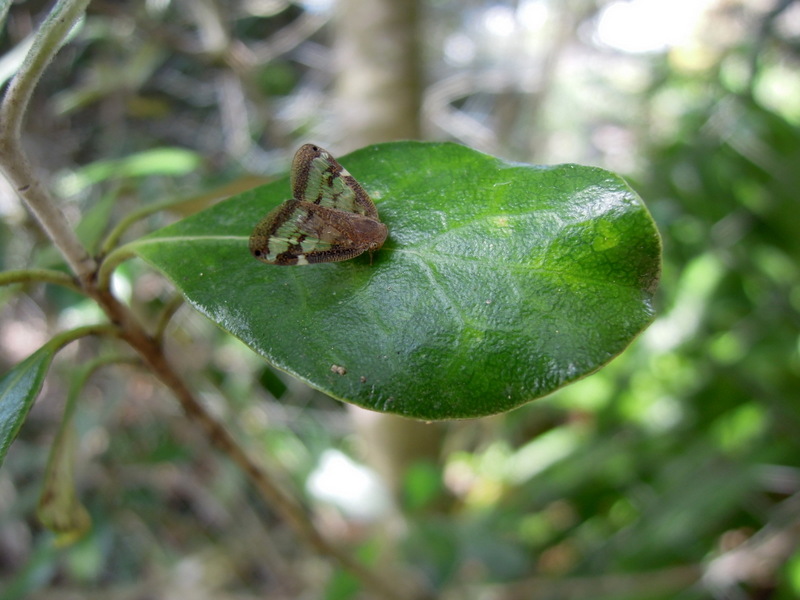 Little brown moth with clear areas on its wings