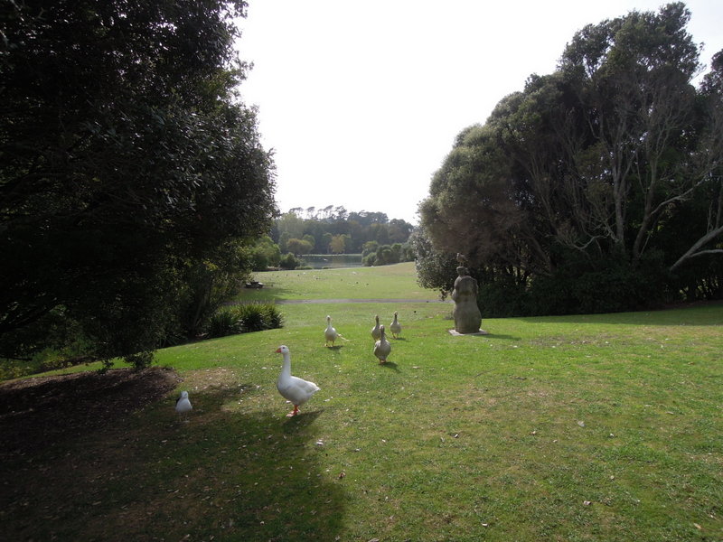 Geese on the lawn