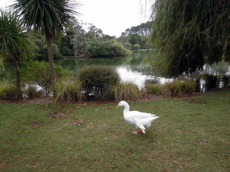 Goose with injured (?) wing