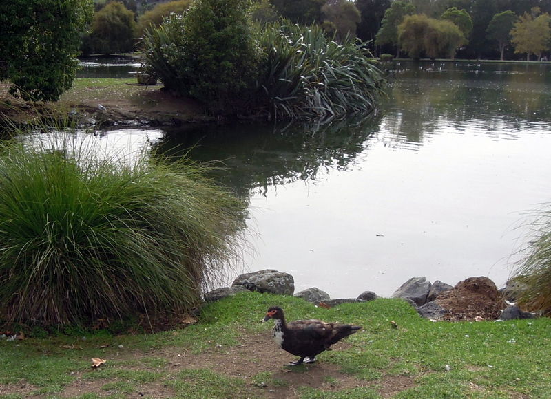 Spotted duck of some sort