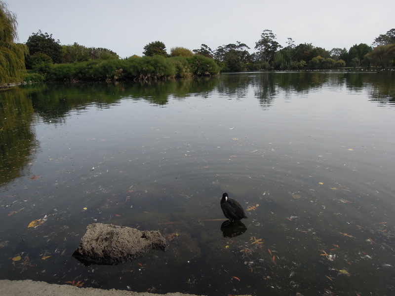 Australasian coot.