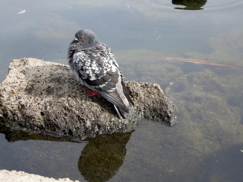 Fluffed-up pigeon